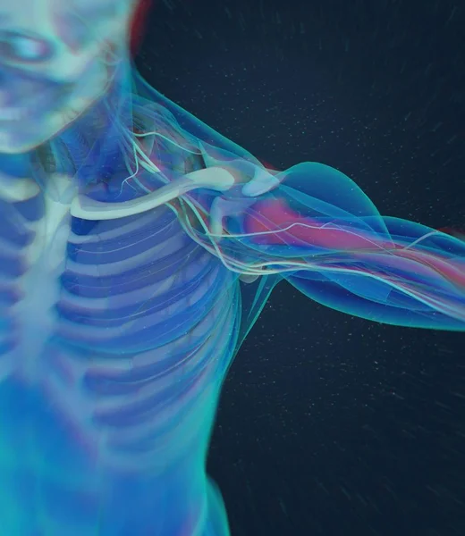 人类肱骨解剖模型 — 图库照片