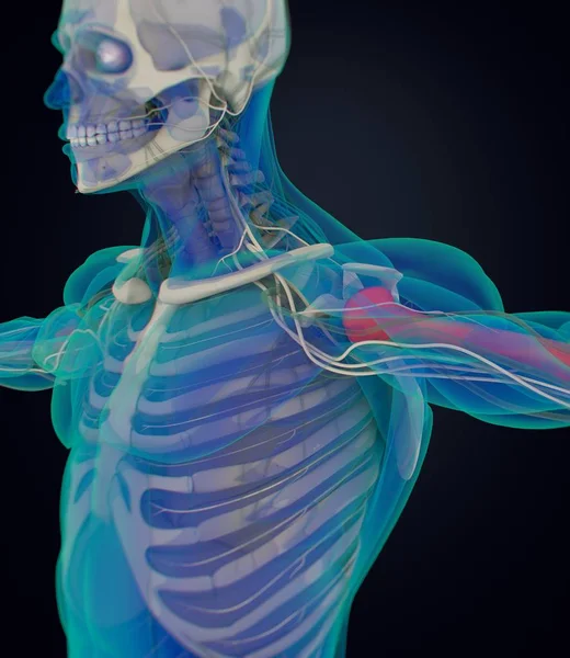 Human humerus anatomy model — Stock Photo, Image