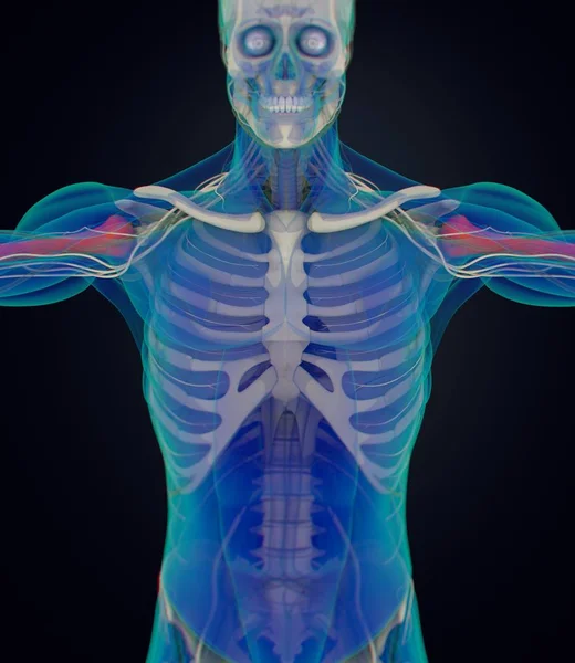 人类肱骨解剖模型 — 图库照片