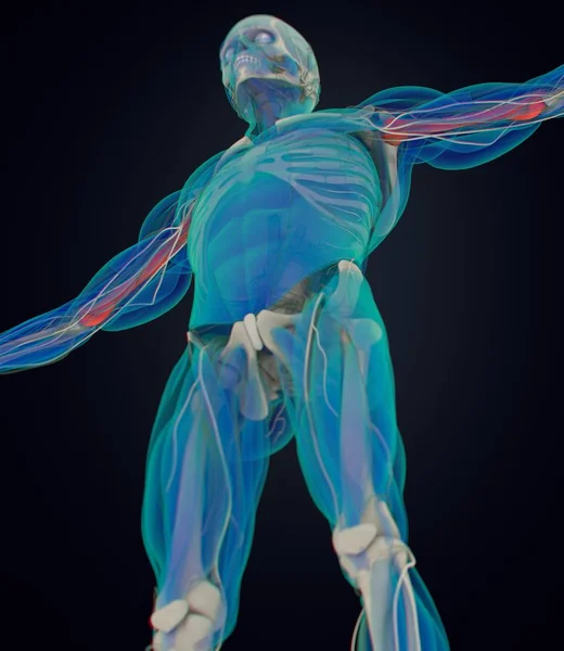 Modello anatomico di omero umano — Foto Stock