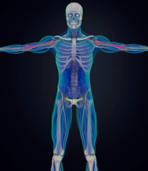 Modelo de anatomía del húmero humano — Foto de Stock