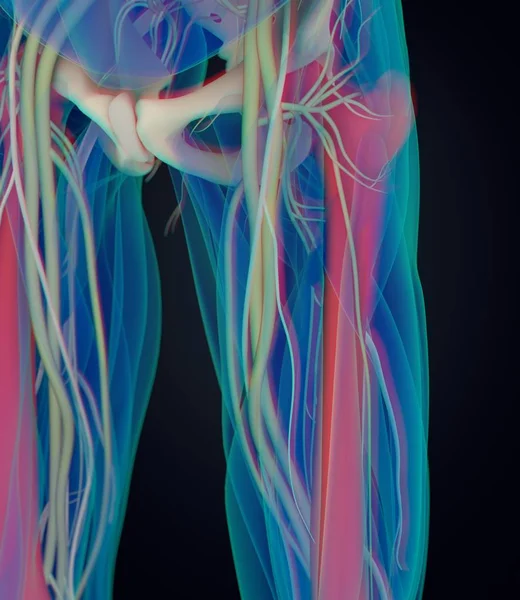 股骨解剖模型 — 图库照片