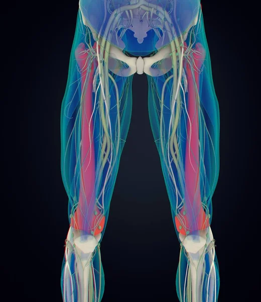 Стегнової кістки анатомії модель — стокове фото