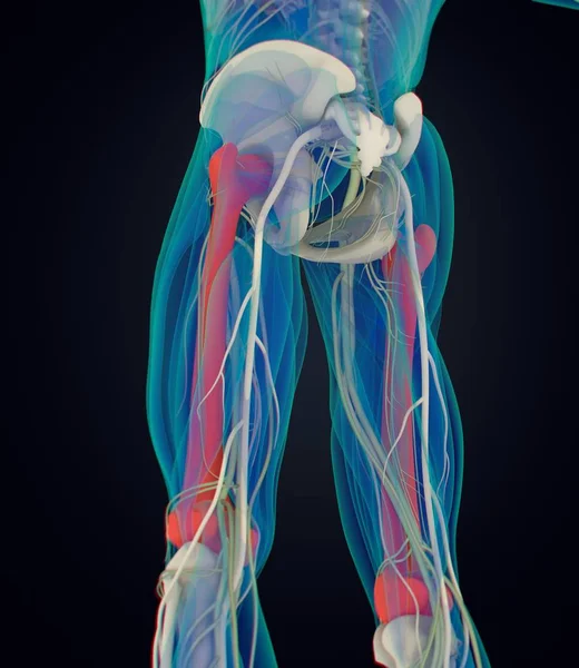 股骨解剖模型 — 图库照片