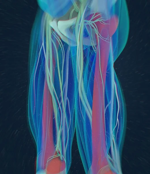 Modello anatomico del femore — Foto Stock