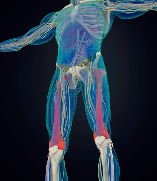 Модель анатомии бедренной кости — стоковое фото