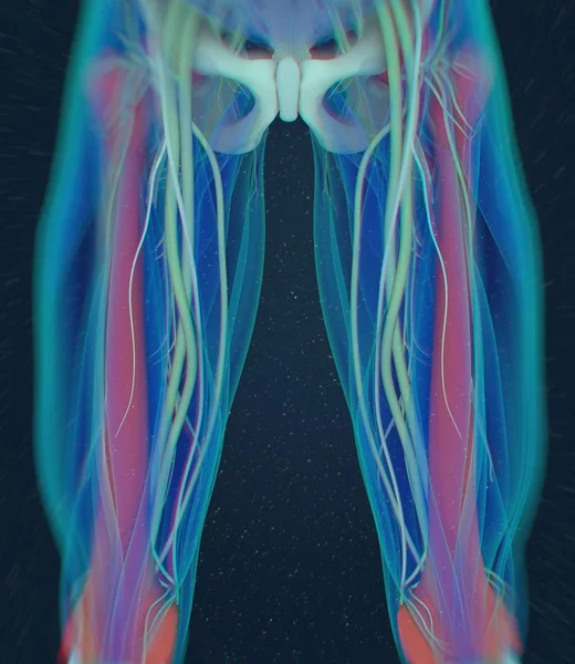 大腿骨解剖モデル — ストック写真