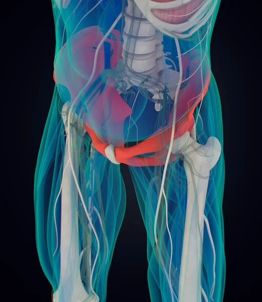 Ilium Anatomia modelu — Zdjęcie stockowe