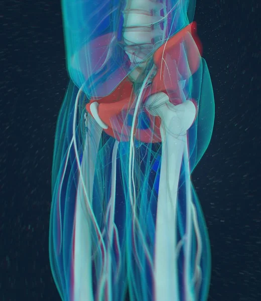 Ilium Anatomia modelu — Zdjęcie stockowe