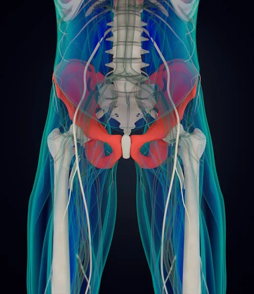 Modelo anatômico do ílio — Fotografia de Stock