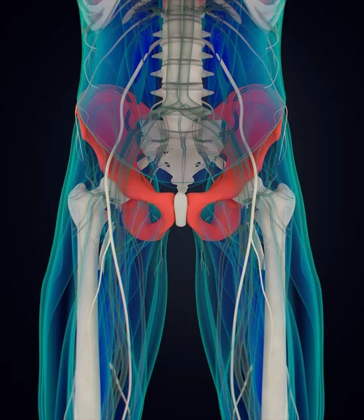 Ilium anatomi modeli — Stok fotoğraf