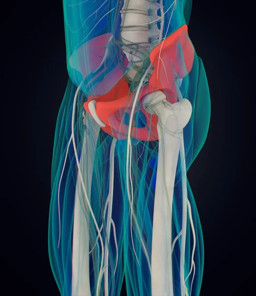 髂骨解剖模型 — 图库照片