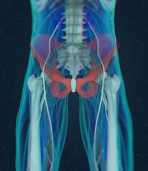 Ilium Anatomia modelu — Zdjęcie stockowe