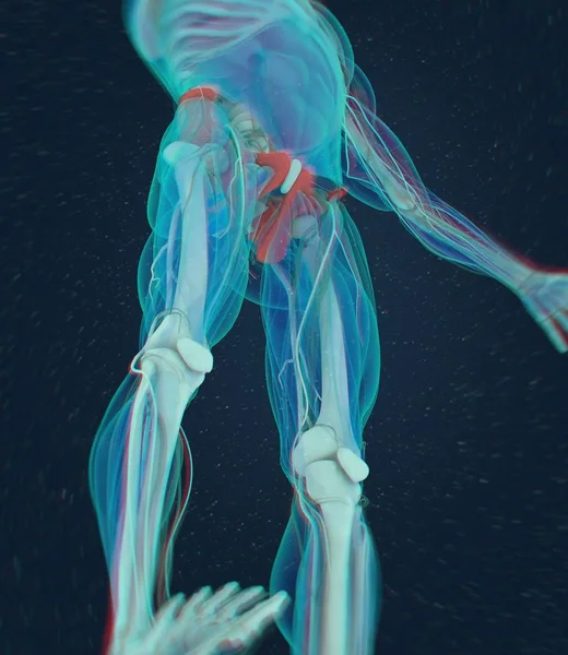Клубової кістки анатомії модель — стокове фото