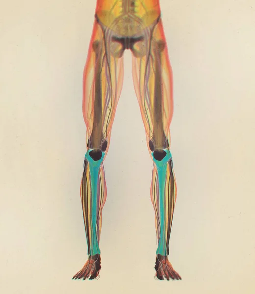 Shinbones anatomy model — Stock Photo, Image