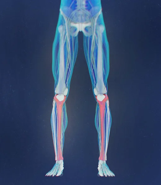 Shinbones anatomy model — Stock Photo, Image