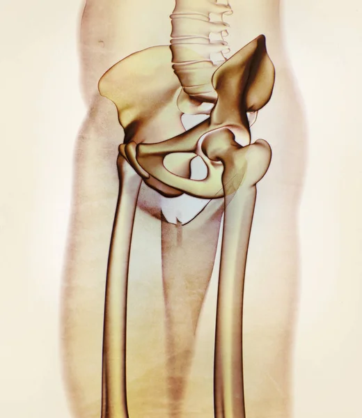Modelo de anatomía ilion — Foto de Stock