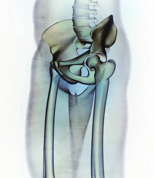 Ilium-Anatomie-Modell — Stockfoto