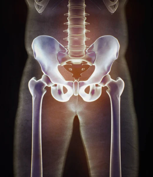 Ilium Anatomia modelu — Zdjęcie stockowe