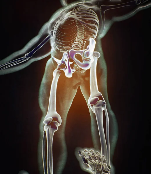 Ilium anatomie model — Stockfoto