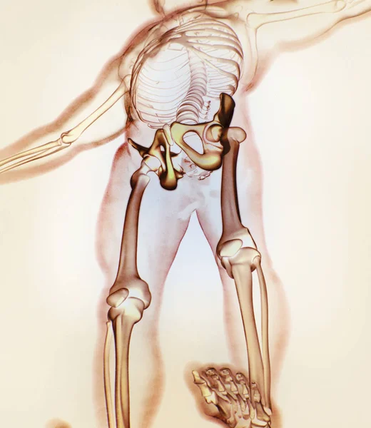 Ilium anatomy model — Stock Photo, Image