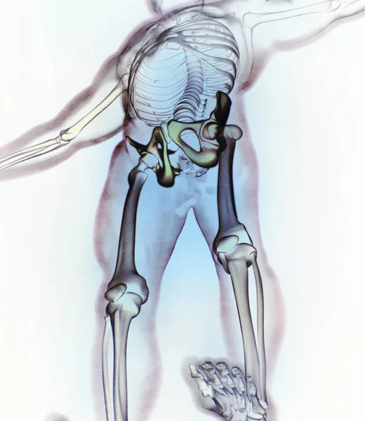 Ilium anatomie model — Stockfoto