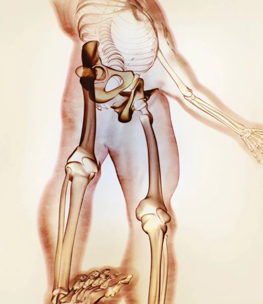 Ilium-Anatomie-Modell — Stockfoto