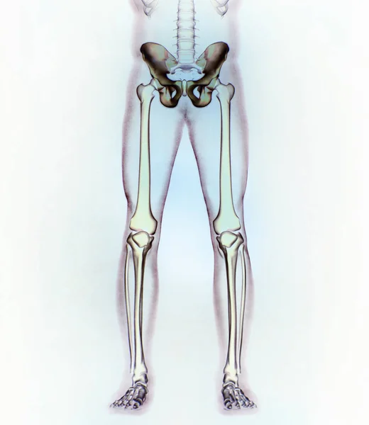 Modelo de anatomía ilion — Foto de Stock