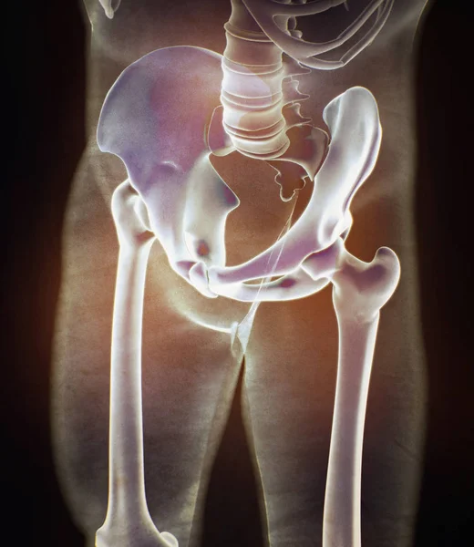 Ilium Anatomia modelu — Zdjęcie stockowe