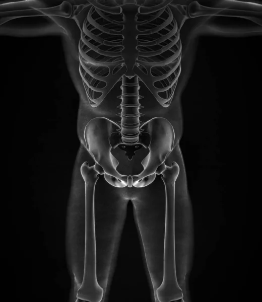 Modello anatomico ilium — Foto Stock