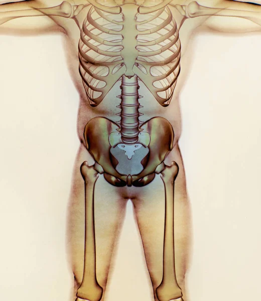 髂骨解剖模型 — 图库照片