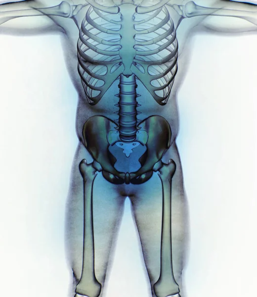Модель анатомии подвздошной кости — стоковое фото