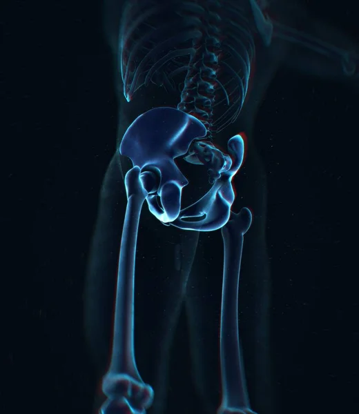 Ilium anatomy model — Stock Photo, Image