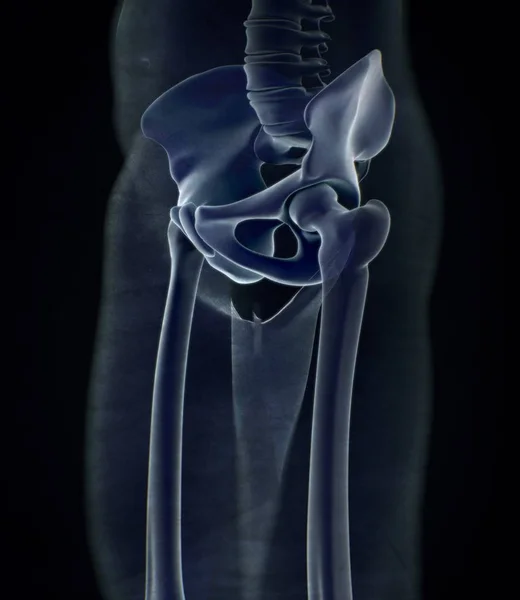 Ilium Anatomia modelu — Zdjęcie stockowe