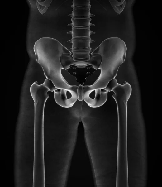 Ilium-Anatomie-Modell — Stockfoto