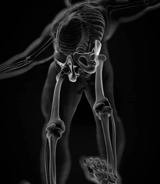 Ilium-Anatomie-Modell — Stockfoto