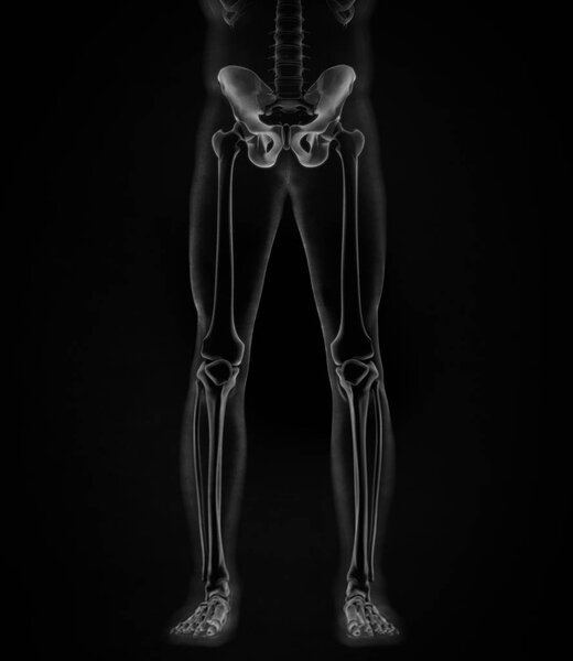 Ilium anatomy model, 3D illustration