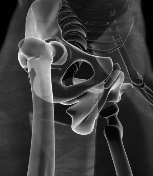 Ilium-Anatomie-Modell — Stockfoto