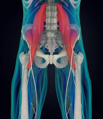 psoas anatomi modeli