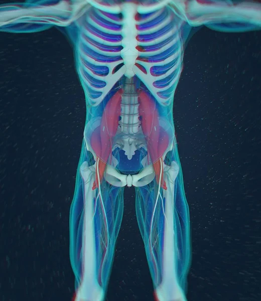 Psoas anatomie model — Stock fotografie