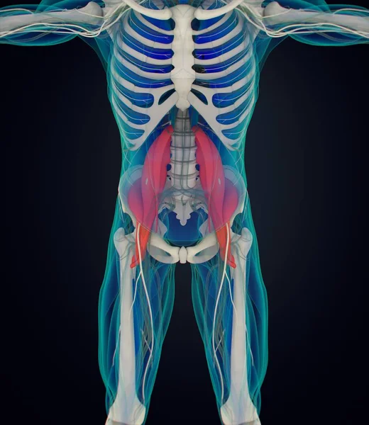 Psoas Anatomia modelu — Zdjęcie stockowe