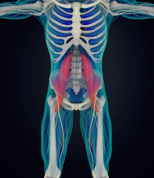 Psoas anatomie model — Stock fotografie