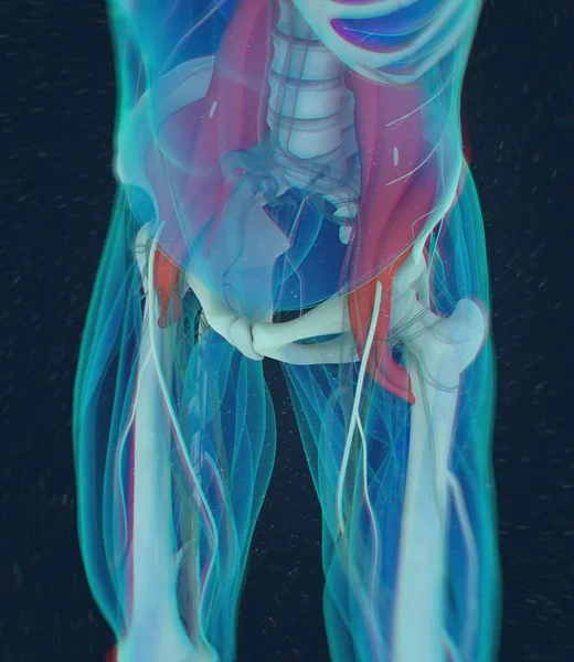 Modelo de anatomia psoas — Fotografia de Stock
