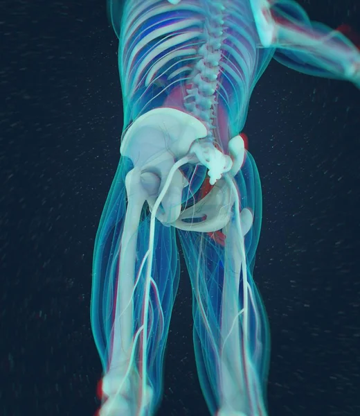 腰大肌解剖模型 — 图库照片