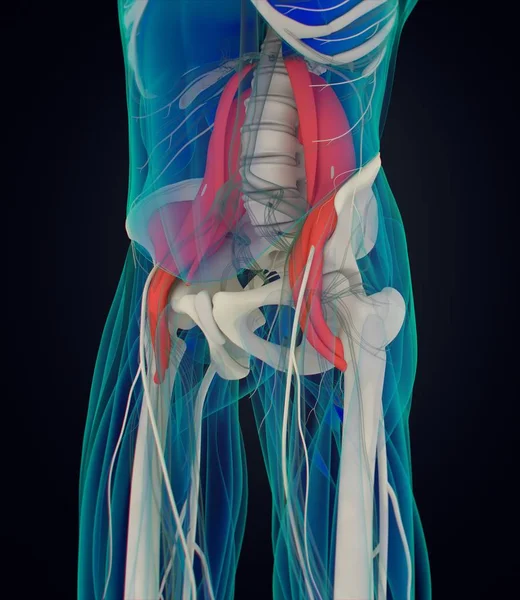 Modelo anatomía psoas — Foto de Stock