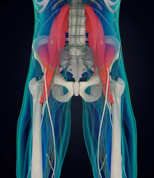 Modelo de anatomia psoas — Fotografia de Stock