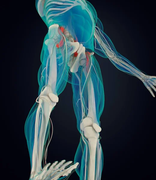 Psoas anatomy model — Stock Photo, Image