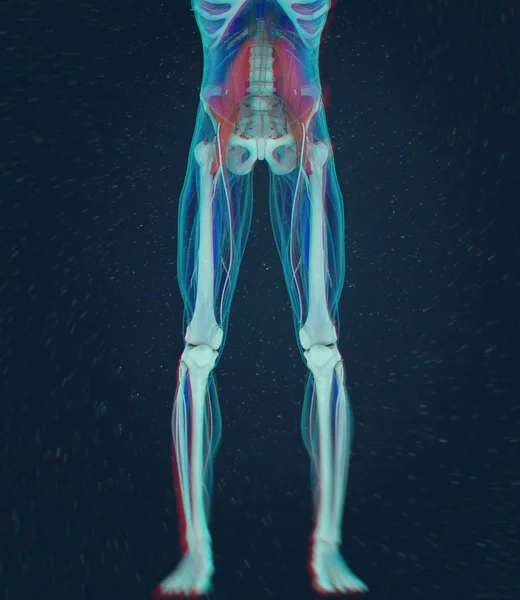 Psoas anatomy model — Stock Photo, Image