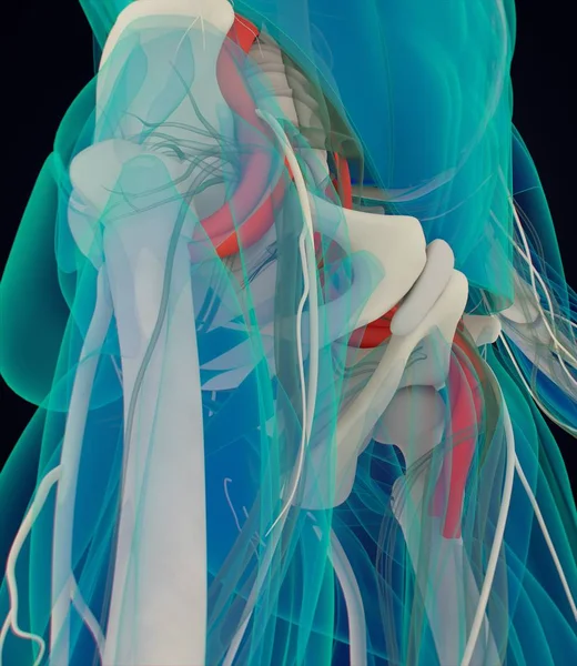腰大肌解剖模型 — 图库照片