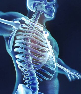 İnsan yaka kemik anatomi modeli